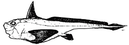 Hydrolagus lusitanicus_claves